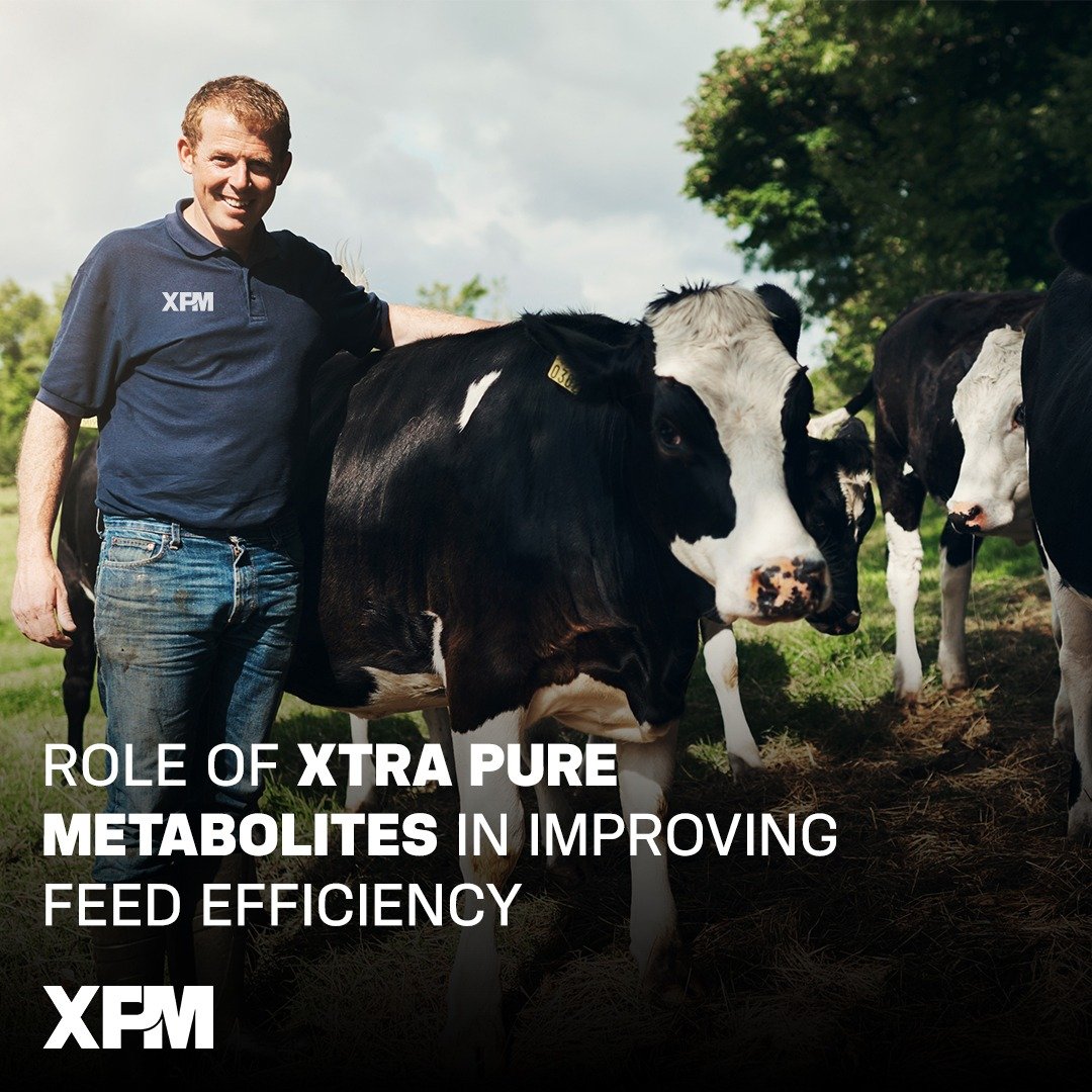 XPM feed additive for dairy cows