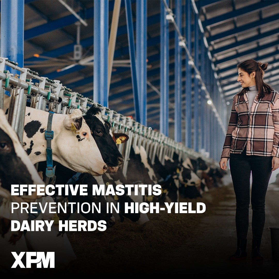 dairy herds