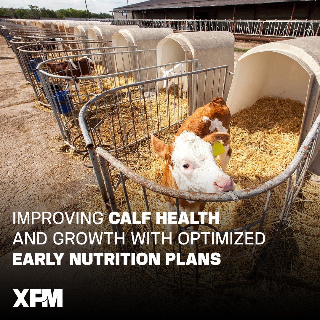 Improving Calf Health